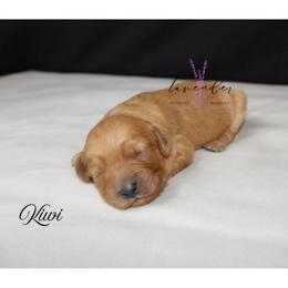 Kiwi - Red  female Goldendoodle puppy in Mancelona, Michigan from Lavender poodles & doodles