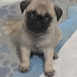 Fawn Boy 1 - Fawn male Pug puppy in Olin, North Carolina from Piggy Pugs