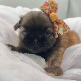 Sienna - Brindle female Shih Tzu puppy in Jacksonville, Florida from Fancy Garden Shih Tzu