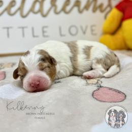 Kilkenny - Chocolate merle female Bernedoodle puppy in Owasso, Oklahoma from Kallams Bernedoodles & Bernese Mountain Dogs
