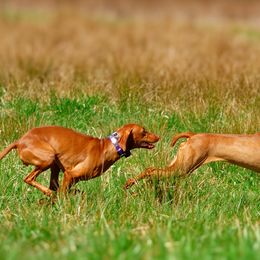 Vizslas from De Oro Vizslas