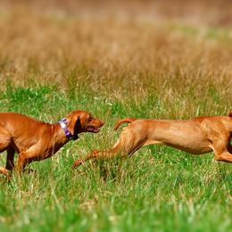 Vizslas from De Oro Vizslas