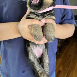 Pink - Black and red female German Shepherd puppy in Sacramento, California from Von Blackwolf German Shepherds