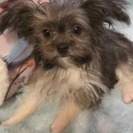 Midwest Mini Hot Shot - Black male Mi-Ki puppy in Clearwater, Kansas from Midwest Mini Mi-kis