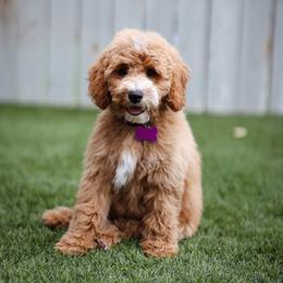 Briar - Red  female Goldendoodle puppy in Boise, Idaho from Goldendoodle Baby