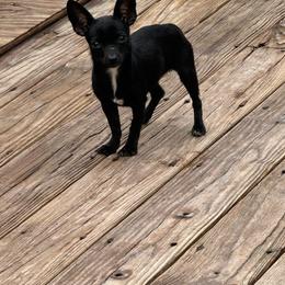 Margo - Chihuahua