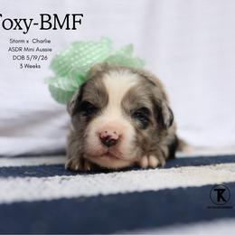 Foxy - Blue Merle Female - Blue merle female Miniature Australian Shepherd puppy in Nacogdoches, Texas from TK Standard, Mini, & Toy Aussies