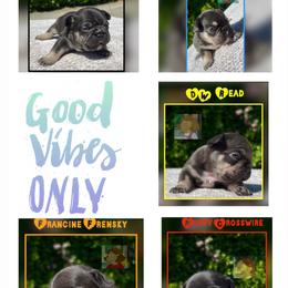 French Bulldog Puppies from Briyana Leighs Litters LLC