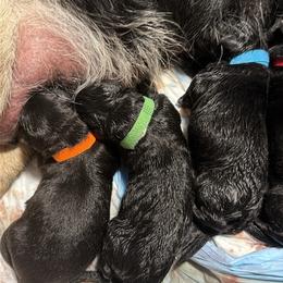 Green collar boy - Bi-color male German Shepherd puppy in Centralia, Illinois from Janices AKC German Sheperds LLC