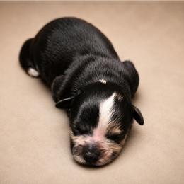 Hermes - Black gold and white male Shihpoo puppy in Delphos, Ohio from Route 66 Poodles & Doodles, Sapphire Shih-tzu's of Ohio