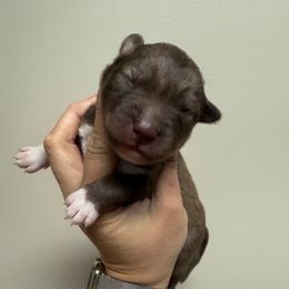 Summit - Red and white male Siberian Husky puppy in Florence, Kentucky from Moonlight Howl Huskies