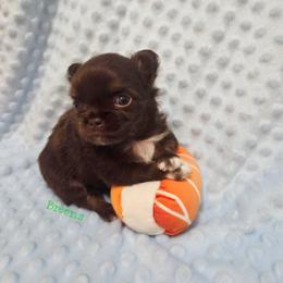 Chocolate and tan white mkgs boy - Chocolate and tan male Chihuahua puppy in Richmond, Virginia from Breens