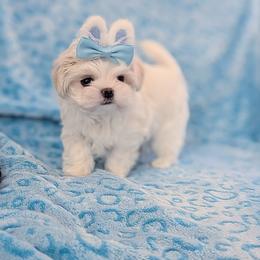 Paddington - White and lemon male Maltese puppy in Eureka, California from Bratpack Babydolls