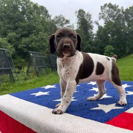 Independence - Liver and white female German Shorthaired Pointer puppy in Dugspur, Virginia from Pilgrims Trails Shorthairs