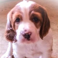Gordon Setters and Irish Red and White Setters from Moonstone Setters