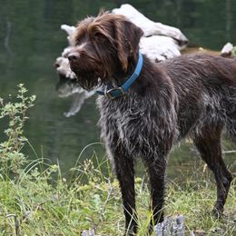 Wirehaired Pointing Griffons from Star•CH Wirehaired Pointing Griffons