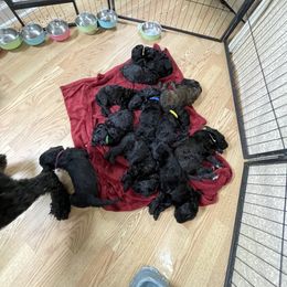 Goldendoodle, Miniature Schnauzer, and Poodle Puppies from 501Doodles