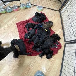 Goldendoodle, Miniature Schnauzer, and Poodle Puppies from 501Doodles
