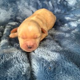 Benny - Cream male Goldendoodle puppy in Lowville, New York from Adirondack Labradoodles