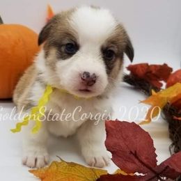 Pembroke Welsh Corgi Puppies from Golden State Corgis