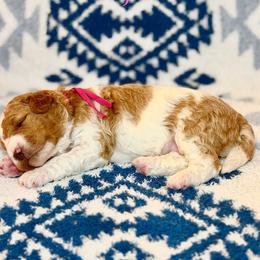 Cajun - Parti female Goldendoodle puppy in Houston, Texas from Golden Life Doodles
