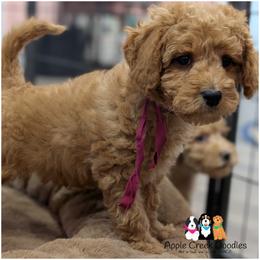 Harlow - Mini Goldendoodle - OFA-Genetics-2 Yr Warranty. - Apricot female Goldendoodle puppy in Jeddo, Michigan from Apple Creek Doodles