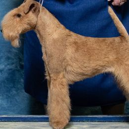 Lakeland Terriers from Bellplain