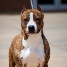 American Staffordshire Terriers from Aim High Kennels
