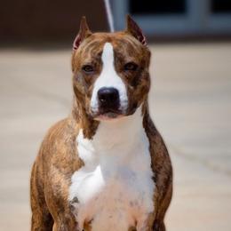 American Staffordshire Terriers from Aim High Kennels