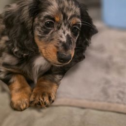 Dachshund Puppies from Sausage Squad Kennels