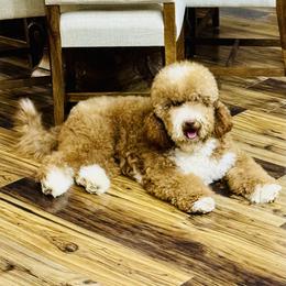 Jeet - Goldendoodle