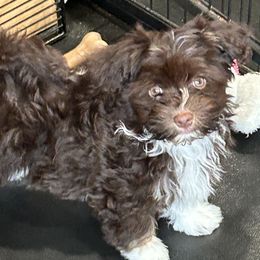 Havanese and Poodle Puppies from Teresa’s Fur Babies