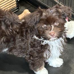 Havanese and Poodle Puppies from Teresa’s Fur Babies