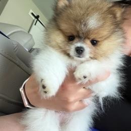Leonidas - Tri-colored male Pomeranian puppy in Cheektowaga, New York from Luxe Legacy Pomeranians