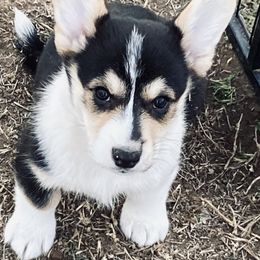 Girl 4 - Pembroke Welsh Corgi puppy in Stephenville, Texas from Boehm’s Pembroke corgis