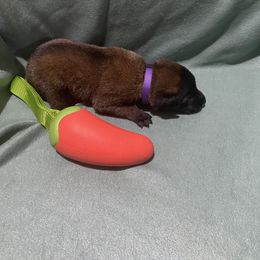 Clove - Red sable male Belgian Malinois puppy in Woodway, Texas from New Beginning Belgians