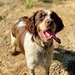 Jilly - English Springer Spaniel