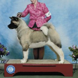 Ellie - Akita