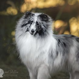 Maze - Shetland Sheepdog