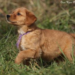 Polly's Purple Girl - Dark golden female Golden Retriever puppy in Idaho Falls, Idaho from Once Upon A Dream Kennels