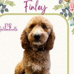 Finley - Goldendoodle