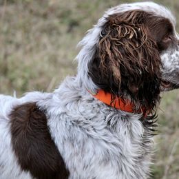 Dachshunds and English Springer Spaniels from Kent Rose Farm