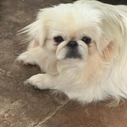 Dixie - Pekingese