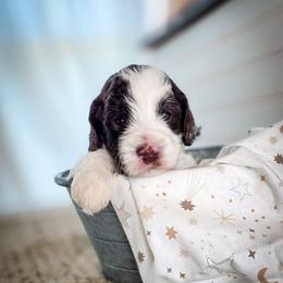 Louie - Parti male Double Doodle puppy in Cleveland, Tennessee from Edgewater Doodles & Designer Pups