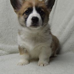 American Corgi and Pembroke Welsh Corgi Puppies from Wildlings & Wild Things Homestead