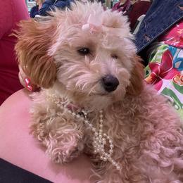 Poodle Puppies from Singing Sands Poodles