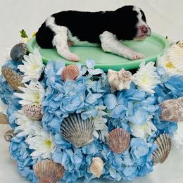 Reef - Parti male Poodle puppy in Harpers Ferry, West Virginia from Oso Perfect Poodles and Doodles