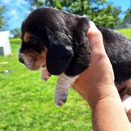 Bandit - Black brown and white male Basset Hound puppy in Mack's Creek, Missouri from Mack's Creek Basset Hounds