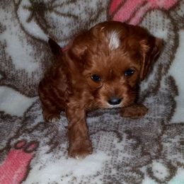 Cavapoo Puppies from Lebel Cavapoos