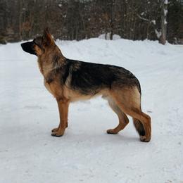 Max - German Shepherd